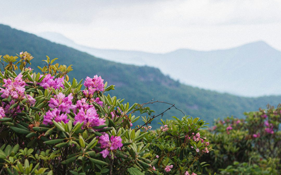 Support Our Community: Hurricane Helene Relief & Recovery Resources in Asheville & WNC